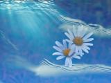 海上漂流的雏菊