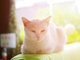 阳光下的白色猫咪