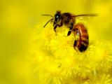 微距镜头下的蜜蜂