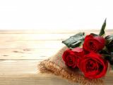 火红玫瑰的爱情