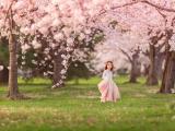 樱花树下的小女孩
