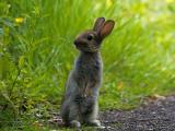 站立的小灰兔