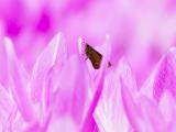 粉色花卉上的飞蛾
