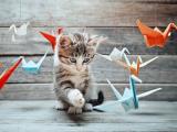 猫咪和纸鹤的故事