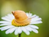 花朵上的蜗牛