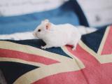 枕头上的小白鼠