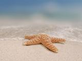 沙滩上的孤单海星