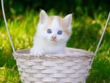 篮子里的白色猫咪