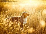阳光中的澳大利亚牧羊犬