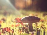 阳光下的蘑菇
