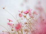 唯美粉色波斯菊