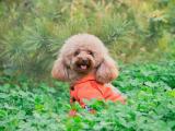 三叶草中的泰迪犬
