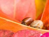 树叶中的蜗牛