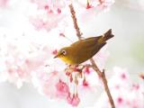 樱花树上的可爱绣眼鸟