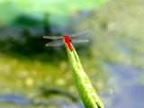 绿叶上的红蜻蜓