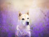 紫色花丛中的小狗