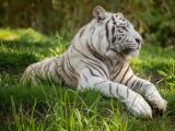 草地上的白老虎