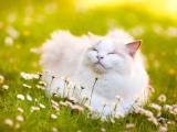 草地上的布偶猫
