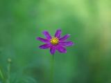 孤独的紫色小花