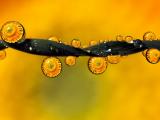水滴里的非洲菊