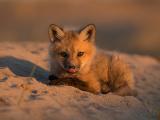 沙地上的小狐狸