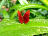 叶子上的红蝴蝶