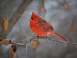 歇息的红衣主教鸟
