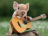 小猪弹吉他