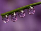水滴里的紫色花卉