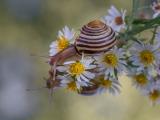 花卉上爬行的蜗牛