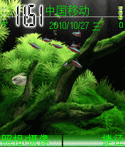 穿梭在水草间的热带鱼