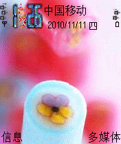 淡雅的蓝色小花