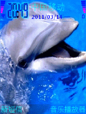 水族馆海豚