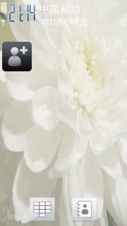 純白色菊花