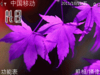 紫红枫叶